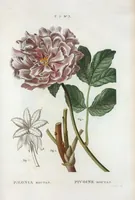 An illustration from Nouveau Duhamel (1801)