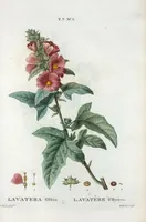 An illustration from Nouveau Duhamel (1801)