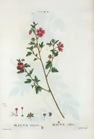 An illustration from Nouveau Duhamel (1801)