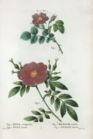 Picture 435 of 500 from Nouveau Duhamel (1801), leaf 437