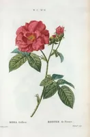 Picture 436 of 500 from Nouveau Duhamel (1801), leaf 438
