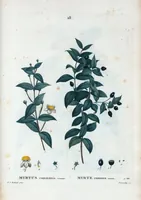 An illustration from Nouveau Duhamel (1801)