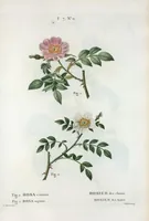 Picture 439 of 500 from Nouveau Duhamel (1801), leaf 441