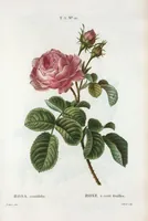 An illustration from Nouveau Duhamel (1801)
