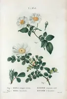 Picture 441 of 500 from Nouveau Duhamel (1801), leaf 443