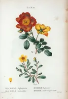 Picture 442 of 500 from Nouveau Duhamel (1801), leaf 444