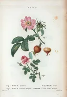 Picture 443 of 500 from Nouveau Duhamel (1801), leaf 445