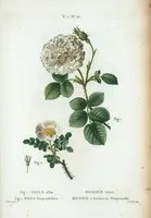 An illustration from Nouveau Duhamel (1801)