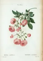 Picture 445 of 500 from Nouveau Duhamel (1801), leaf 447