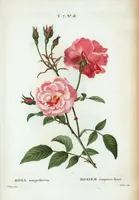 An illustration from Nouveau Duhamel (1801)
