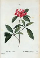 Picture 44 of 500 from Nouveau Duhamel (1801), leaf 45