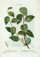 Picture 449 of 500 from Nouveau Duhamel (1801), leaf 451
