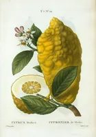 Picture 450 of 500 from Nouveau Duhamel (1801), leaf 452