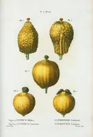 Picture 451 of 500 from Nouveau Duhamel (1801), leaf 453