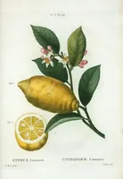 Picture 456 of 500 from Nouveau Duhamel (1801), leaf 458