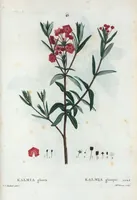 Picture 45 of 500 from Nouveau Duhamel (1801), leaf 46