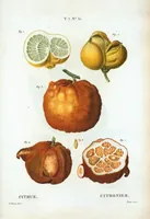 An illustration from Nouveau Duhamel (1801)