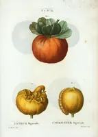 Picture 460 of 500 from Nouveau Duhamel (1801), leaf 462