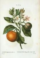 An illustration from Nouveau Duhamel (1801)
