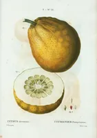 Picture 466 of 500 from Nouveau Duhamel (1801), leaf 468