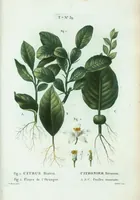 An illustration from Nouveau Duhamel (1801)