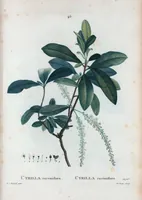 Picture 46 of 500 from Nouveau Duhamel (1801), leaf 47