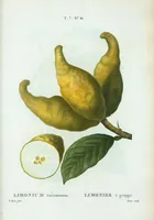 Picture 469 of 500 from Nouveau Duhamel (1801), leaf 471