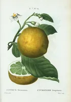 An illustration from Nouveau Duhamel (1801)