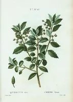 Picture 471 of 500 from Nouveau Duhamel (1801), leaf 473