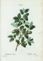 An illustration from Nouveau Duhamel (1801)
