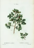 Picture 474 of 500 from Nouveau Duhamel (1801), leaf 476