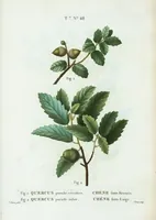 Picture 476 of 500 from Nouveau Duhamel (1801), leaf 478