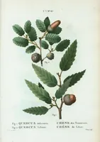 Picture 477 of 500 from Nouveau Duhamel (1801), leaf 479
