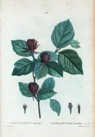 Picture 47 of 500 from Nouveau Duhamel (1801), leaf 48
