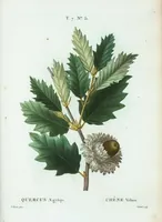 Picture 479 of 500 from Nouveau Duhamel (1801), leaf 481