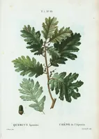 Picture 481 of 500 from Nouveau Duhamel (1801), leaf 483