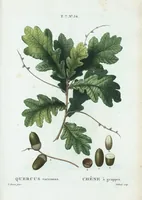 An illustration from Nouveau Duhamel (1801)