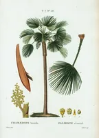 An illustration from Nouveau Duhamel (1801)