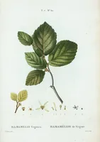 Picture 488 of 500 from Nouveau Duhamel (1801), leaf 490