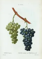 Picture 491 of 500 from Nouveau Duhamel (1801), leaf 493