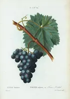 An illustration from Nouveau Duhamel (1801)
