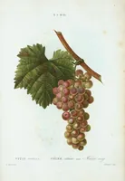 Picture 495 of 500 from Nouveau Duhamel (1801), leaf 497