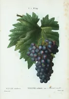 Picture 497 of 500 from Nouveau Duhamel (1801), leaf 499