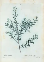 An illustration from Nouveau Duhamel (1801)