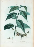 Picture 49 of 500 from Nouveau Duhamel (1801), leaf 50