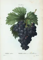 An illustration from Nouveau Duhamel (1801)