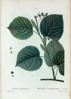 Picture 50 of 500 from Nouveau Duhamel (1801), leaf 51