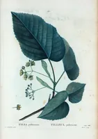 Picture 51 of 500 from Nouveau Duhamel (1801), leaf 52