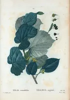 Picture 52 of 500 from Nouveau Duhamel (1801), leaf 53