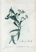 An illustration from Nouveau Duhamel (1801)